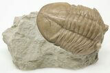 Asaphus Plautini Trilobite Fossil - Russia #200465-2